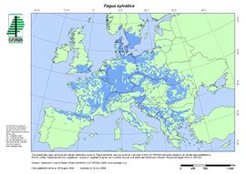 European beech (Fagus sylvatica)