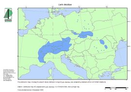 Larice europeo (Larix decidua)